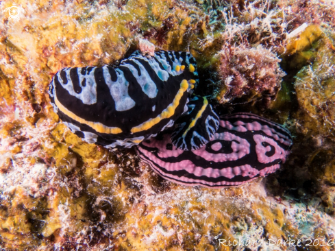 A Phyllidai marindica | Nautical phyllidia