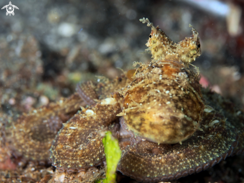 A Algae Octopus | Algae Octopus