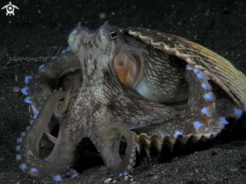 A coconut octopus