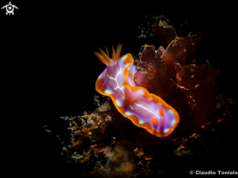 A Hypselodoris Iacula Gosliner & R, Johnson | Hypselodoris Iacula Gosliner & R, Johnson