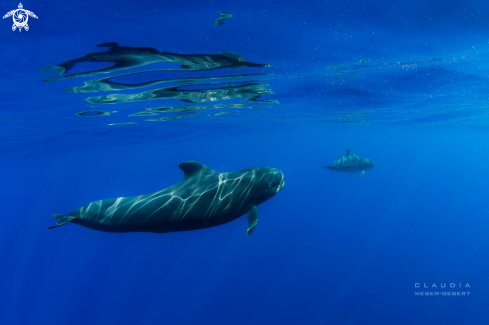 A Pilot whales 