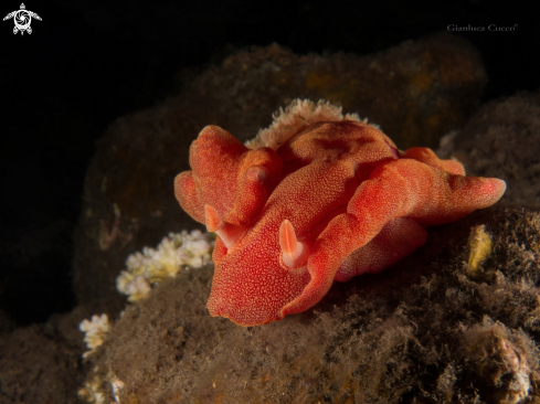 A Hexabranchus sanguineus | Spanish dancer,Ballerina spagnola