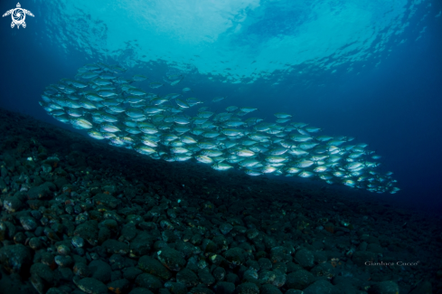 A  jackfish school,Carangidi