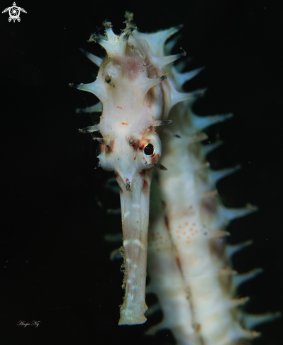 A Seahorses | Seahorses