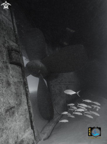 A Propeller of Kittiwake