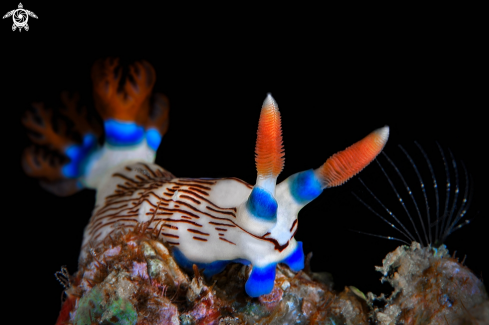 A Nembrotha Lineolata | Nudibranch