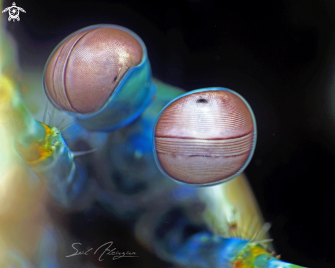 A Mantis Shrimp Eyes