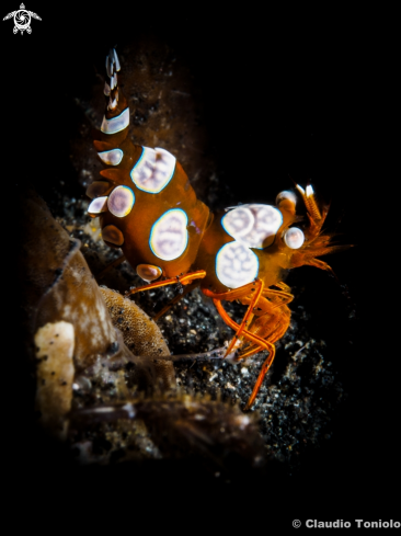 A Squat Shrimp - Broken back Shrimp - Hippolytidae | Squat Shrimp - Broken back Shrimp - Hippolytidae