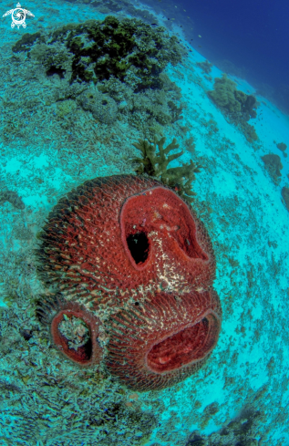 A Burrel sponge