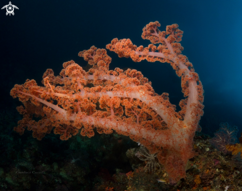 A Dendronephthya klunzingeri | Soft coral,Alcionario