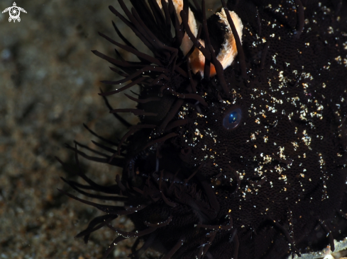 A Black hairy frogfish