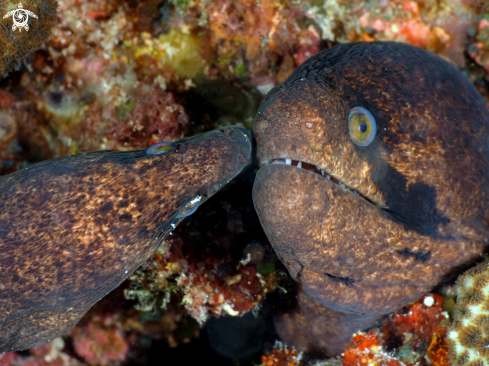 A Moray eel