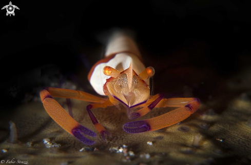 A Emperor shrimp