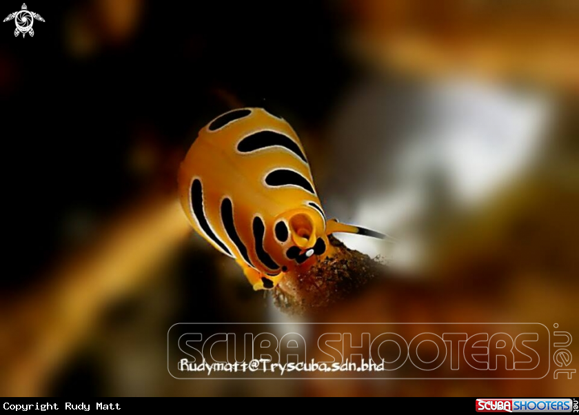 A Tigris snail