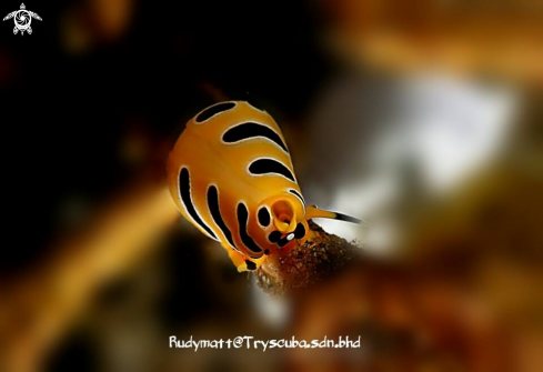 A Cuspivolva tigris | Tigris snail