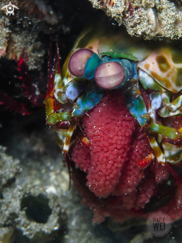 A Peacock Mantis Shrimp