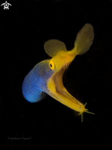 A  Ribbon eel,Murena nastro blu