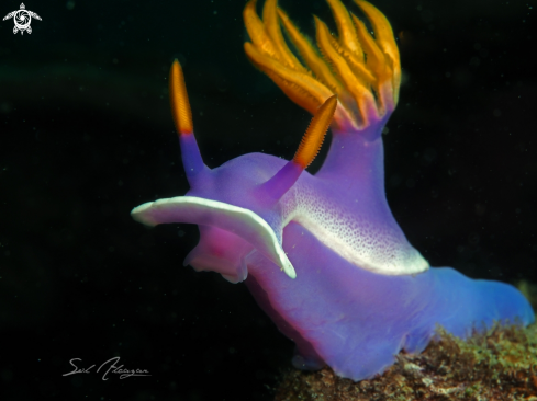 A Hypseledoris Apolema