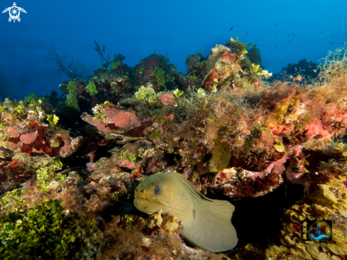 A Gymnothorax funebris | Green moray eel