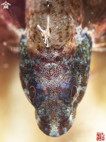 A Triplefin 