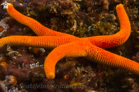 A Henricia leviuscula | Blood Star