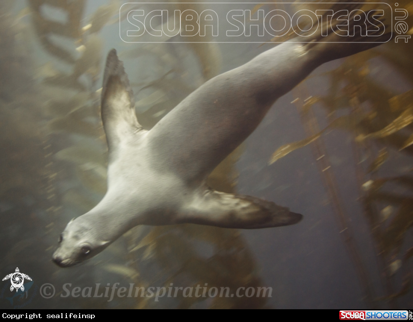 A California Sea Lion