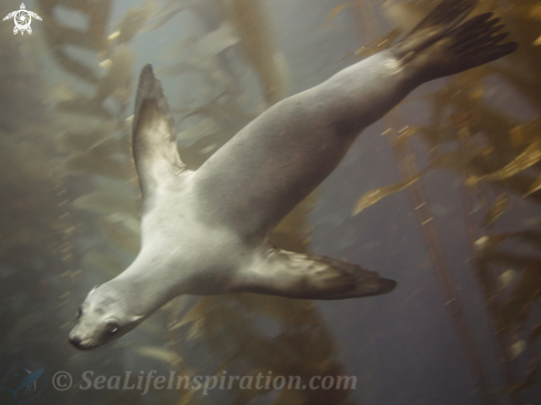 A Zalophus californianus | California Sea Lion