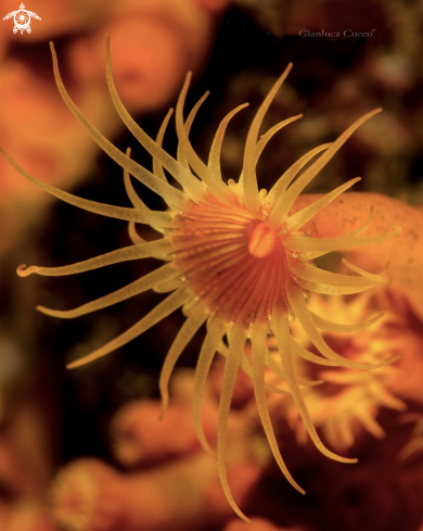 A yellow cluster anemone,Margherita di mare