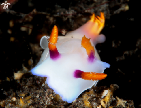 A Nudibranch