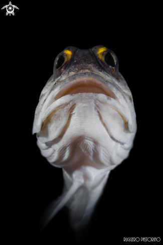 A Jawfish