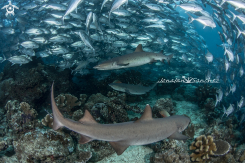 A white tip reef sharks and big eye trevalies