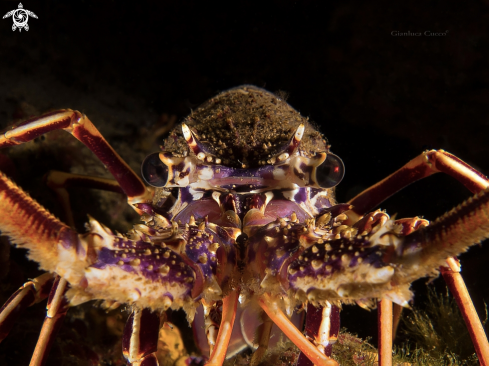 A Palinurus elephas | Lobster