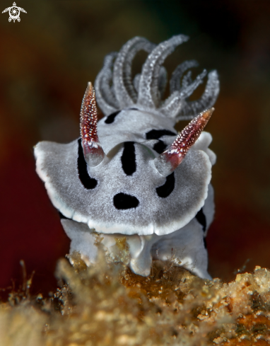 A Nudibranch