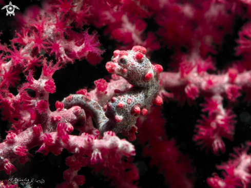A pygmy seahorse 