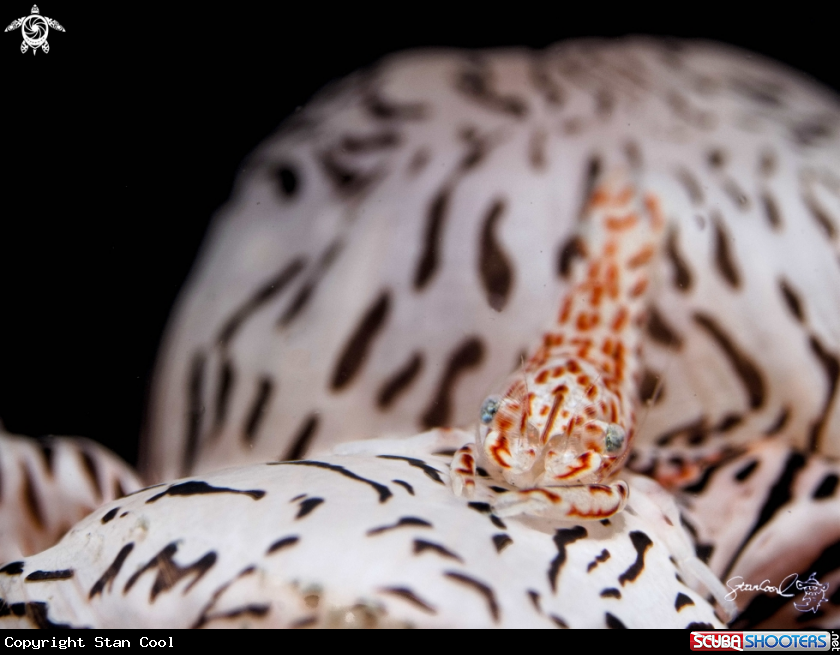 A Leopard Shrimp 