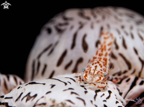 A Leopard Shrimp 