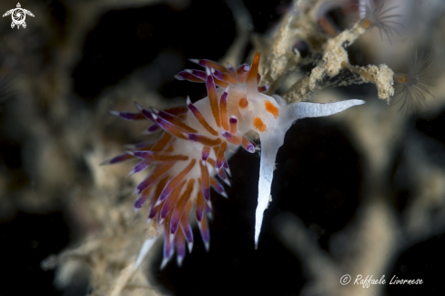 A Cratena peregrina