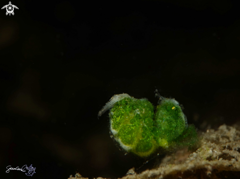 A Green hairy shrimp