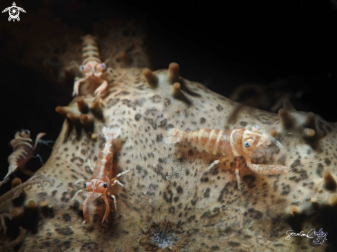 A Basket shrimp