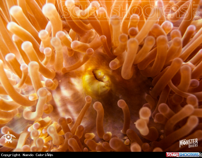 A Merten's carpet sea anemone 