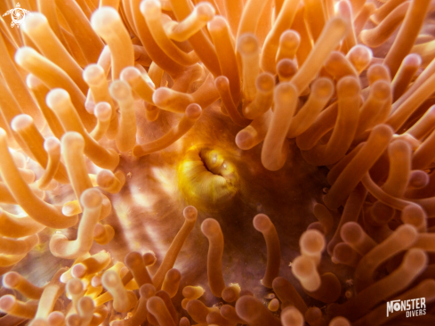 A Stichodactyla mertensii | Merten's carpet sea anemone 
