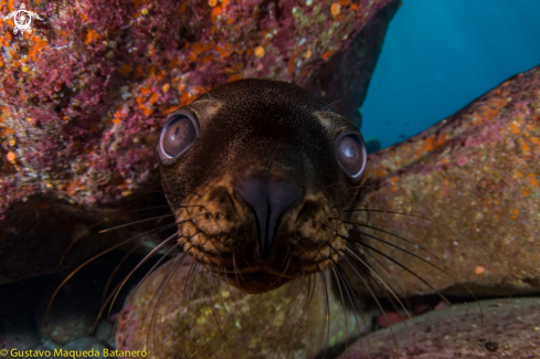 A Zalophus californianus | Sea lion