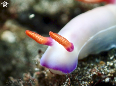 A Hypselodoris sp. 16 | Hypselodoris