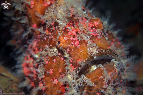 A Warty Frogfish