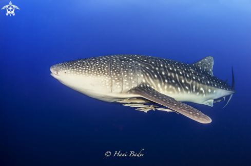 A whale shark