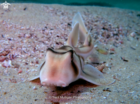 A Port Jackson Shark