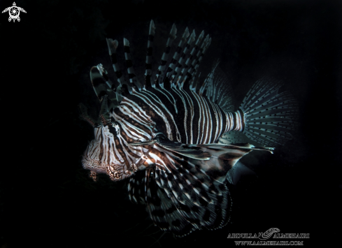 A LionFish