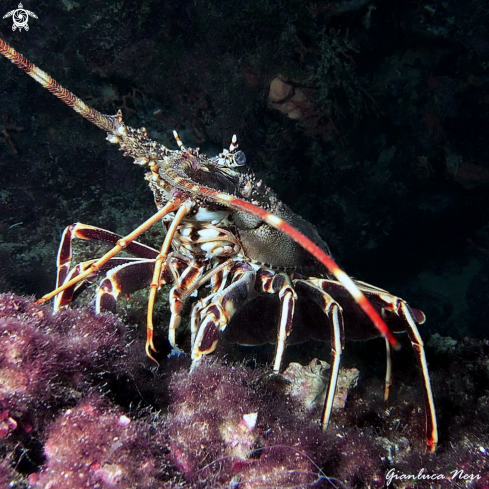 A Palinurus elephas | Lobster