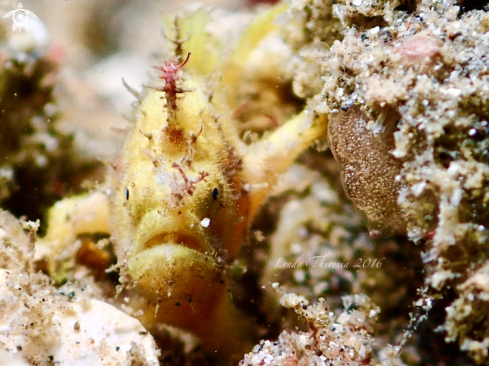 A Antennarius striatus (Juvenile) | Hairy Frogfish (Juvenile)