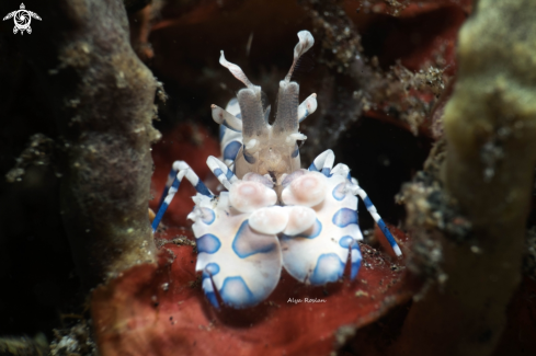 A Harlequin Shrimp (Hymenocera Picta)